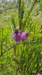 Melaleuca diosmatifolia