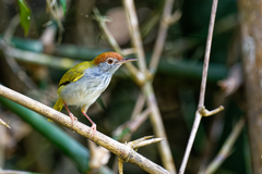 Orthotomus atrogularis