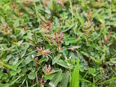 Alysicarpus vaginalis