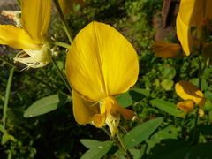 Crotalaria juncea