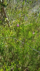 Melaleuca diosmatifolia