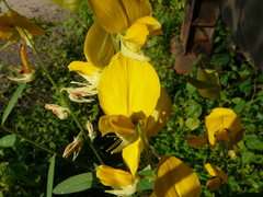 Crotalaria juncea