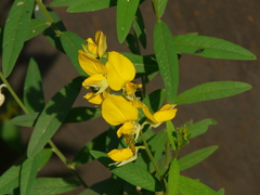 Crotalaria juncea