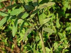 Crotalaria juncea