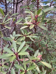 Tasmannia lanceolata