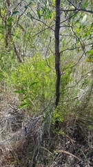 Melaleuca diosmatifolia
