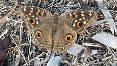 Junonia lemonias aenaria