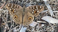 Junonia lemonias aenaria