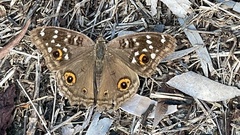 Junonia lemonias aenaria