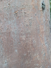 Phascolarctos cinereus