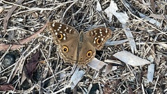 Junonia lemonias aenaria