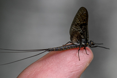 Ephemera vulgata