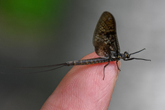 Ephemera vulgata