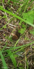 Helvella solitaria