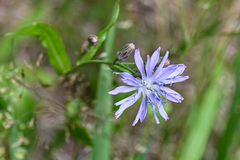 Lactuca sibirica