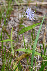 Lactuca sibirica