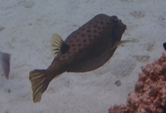 Ostracion cubicum