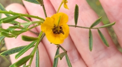 Senna artemisioides