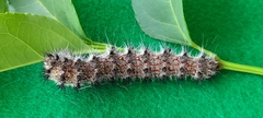 Holocerina smilax