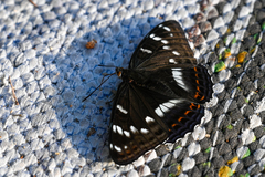 Limenitis populi