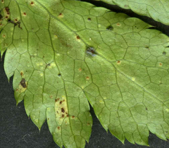 Puccinia saniculae