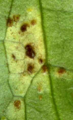 Puccinia saniculae