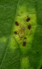 Puccinia saniculae