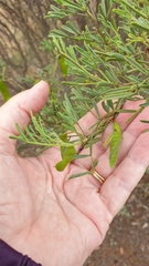Senna artemisioides