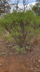 Senna artemisioides