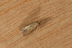 Blastobasinae