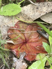 Drosera rosulata