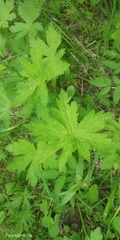 Geranium sylvaticum