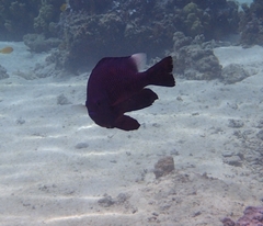 Dascyllus trimaculatus