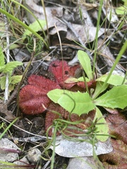 Drosera rosulata