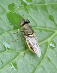 Stratiomyini