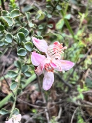 Philotheca verrucosa