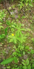Geranium sylvaticum