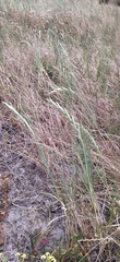 Thinopyrum distichum