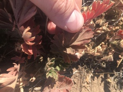 Geum triflorum ciliatum
