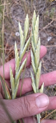 Thinopyrum distichum