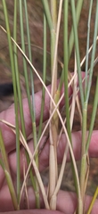 Thinopyrum distichum