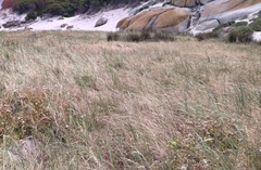Thinopyrum distichum