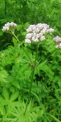Valeriana officinalis