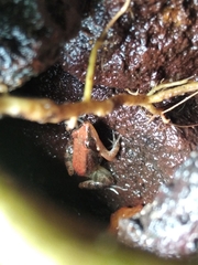 Minervarya sahyadris