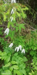 Clematis alpina sibirica
