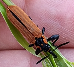 Rhinotia haemoptera