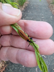 Rhinotia haemoptera