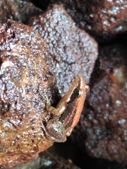 Minervarya sahyadris