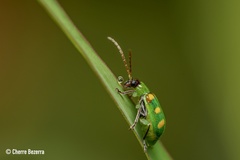 Diabrotica speciosa