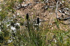 Xanthorrhoea minor minor